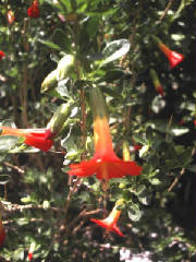 450px-kantuta_cochabamba_bolivia.jpg